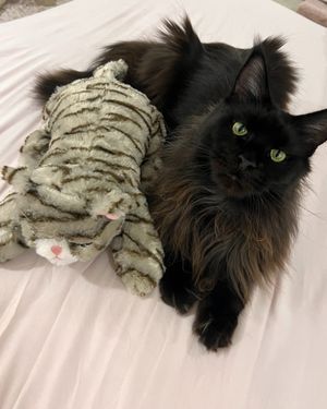 Image post by @originalsnugglepuppy on Instagram