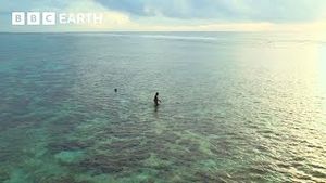 Video post by @bbcearth on YouTube