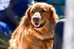 Image post by @CharlotteSB on Twitter