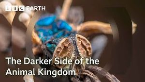 Video post by @bbcearth on YouTube