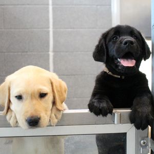 Image post by @canineorg on Instagram