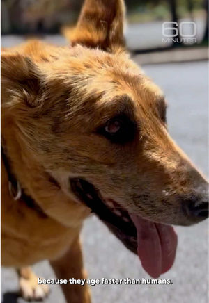 Video post by @60minutes on TikTok