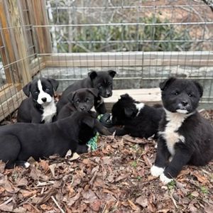 Image post by @northmeckanimalrescue on Instagram