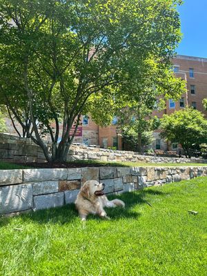 Image post by @bostoncollege on Instagram