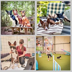 Image post by @susangarrettdogsthat on Instagram