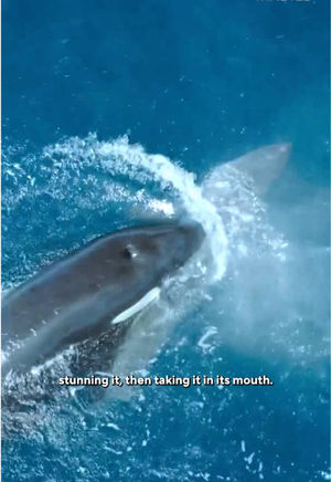 Video post by @60minutes on TikTok