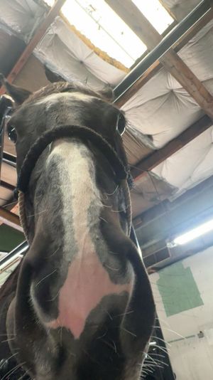 Video post by @brooke_trapp on TikTok