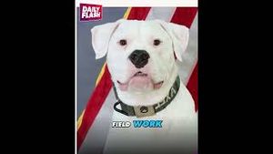 Video post by @dailyflashtv on YouTube