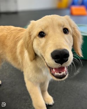 Image post by @dogtopiagr on Instagram