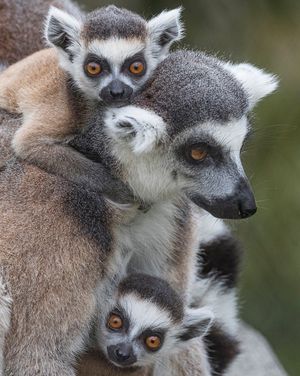Image post by @sandiegozoo on Instagram