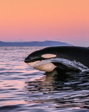 Image post by @sealegacy on Instagram