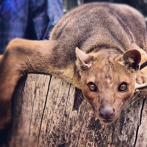 Image post by @sandiegozoo on Instagram