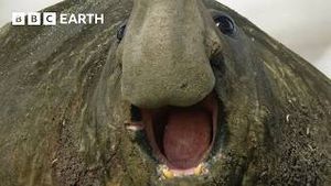 Video post by @bbcearth on YouTube