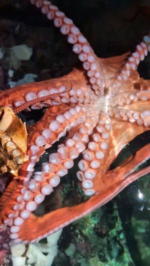 Video post by @vanaqua on Facebook