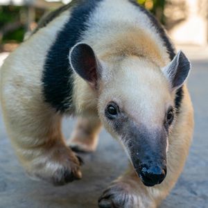 Image post by @sandiegozoo on Instagram