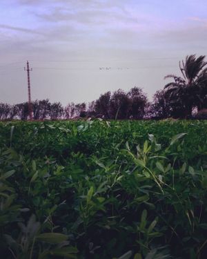 Image post by @faragelo22 on Instagram