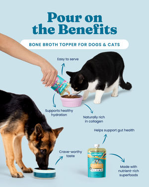 Image post by @solidgoldpets on Instagram
