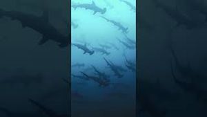 Video post by @gopro on YouTube