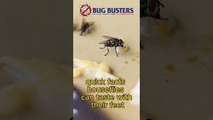 Video post by @bugbustersusa on YouTube