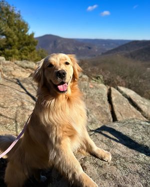 Image post by @triumphpetfood on Instagram