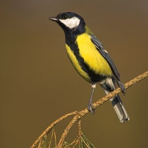 Image post by @rspb on Instagram