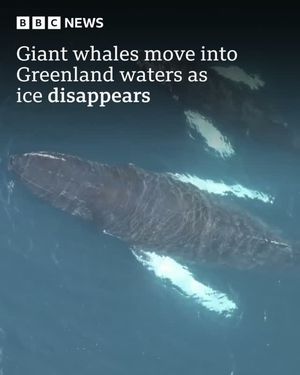 Image post by @bbcnews on Instagram
