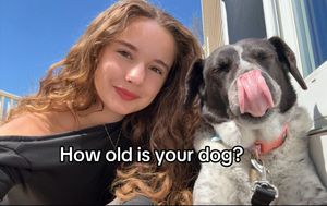 Video post by @korsen_land on TikTok