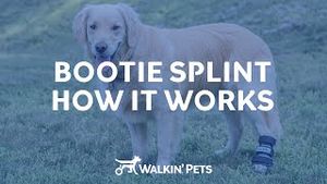 Video post by @walkinpets on YouTube