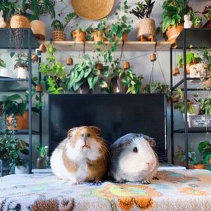 Image post by @petco on Instagram