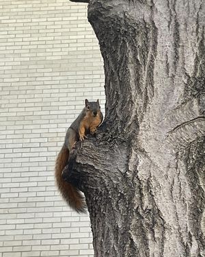 Image post by @squirrels.mizzou on Instagram