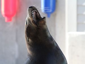 Image post by @denverzoo on Instagram