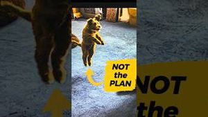 Video post by @dogsthat on YouTube