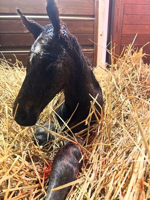 Image post by @godolphin on Instagram