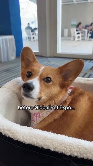 Image post by @ziggythecorg on Facebook