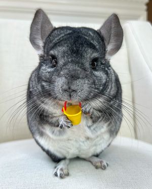 Image post by @phillychinchilly on Instagram