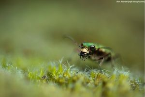 Image post by @rspb on Instagram