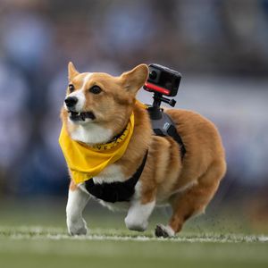 Image post by @ziggy_thecorg on Instagram