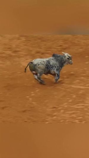 Video post by @sarodeo on Facebook