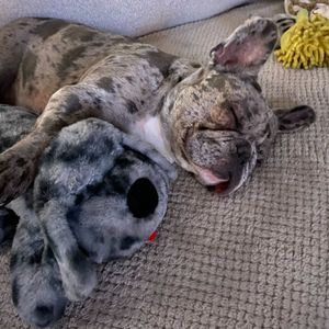 Image post by @originalsnugglepuppy on Instagram