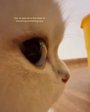 Image post by @solidgoldpets on Instagram