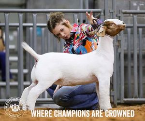 Image post by @AmericanRoyalLivestock on Facebook