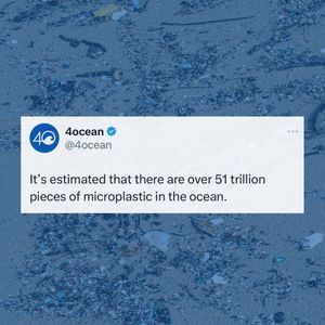 Image post by @4ocean on Instagram