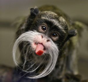 Image post by @AnimalPlanet on Twitter