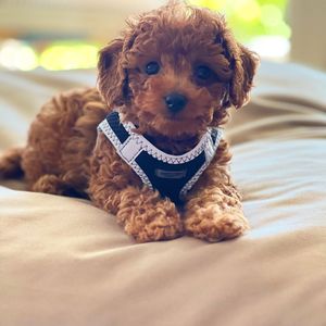Image post by @alfie.toy.poodle on Instagram