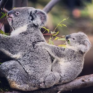 Image post by @sandiegozoo on Instagram
