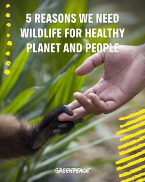 Image post by @greenpeace on Instagram