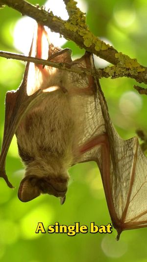 Video post by @bugbustersusa on Facebook