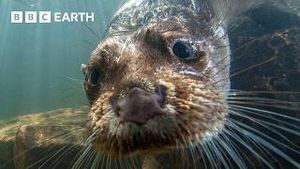Video post by @bbcearth on YouTube