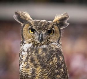 Image post by @templealumni on Instagram