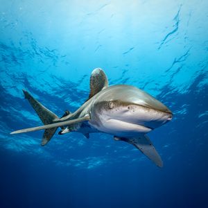 Image post by @discovery on Instagram